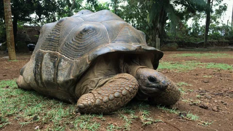Turtle Mauritius Island Stock-Footage 165549602
