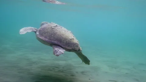 Turtle in the Mediterranean Sea Stock Footage 238771382