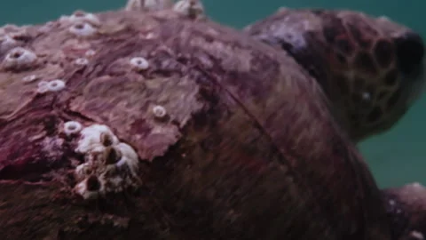 Turtle in the Mediterranean Sea Stock Footage 238771436
