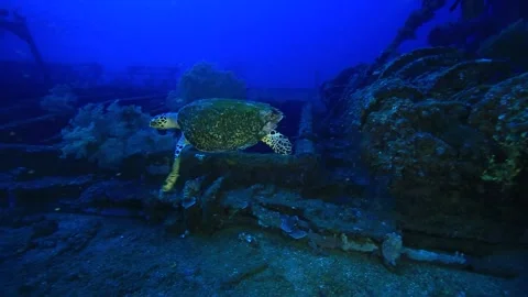 Turtle in Micronesia Video stock 325733519