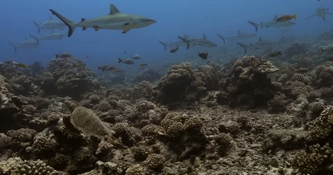 Turtle in the middle of sharks and fishs in the Pacific Ocean. Underwater life w Vídeo Stock 126834217