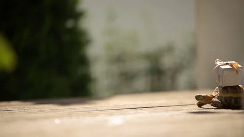 Turtle with miniature surprise gift on a shell - reception wedding decorations Stock Footage 83569746