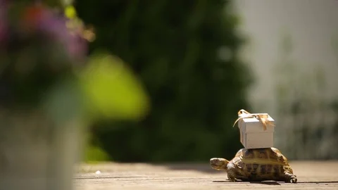 Turtle with miniature surprise gift on a shell - reception wedding decorations Stock Footage 83569757