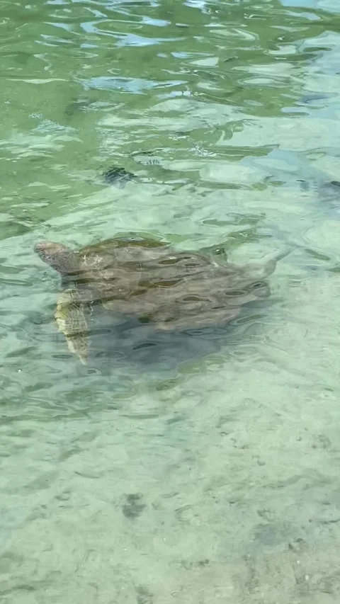 Turtle in Moorea Vídeo Stock 344349192