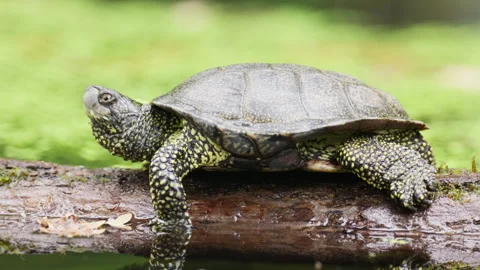 Turtle on a mossy log, soaking sun in nature’s boggy fog Stock Footage 318528520