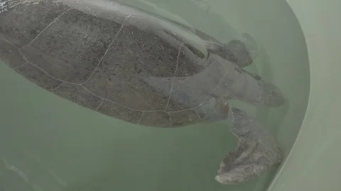 Turtle Movement Stock Footage 125873790