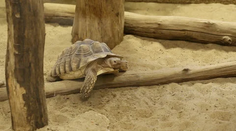 Turtle moves his head Stock Footage 24467316