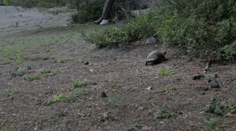 Turtle moves legs lying on the rocks Stock Footage 63626847