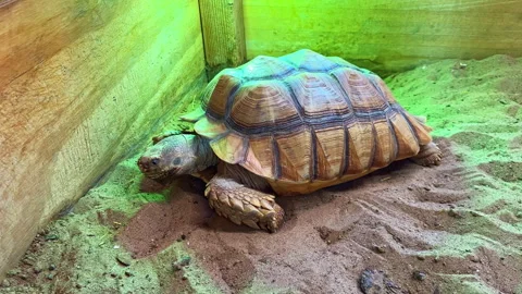 Turtle moves slowly in a sand enclosure while light shines down on its shell in Stock Footage 332966693