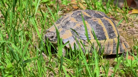 Turtle moves through grassy area in a sunny outdoor setting during the afte.. Видео 335826216