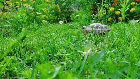 Turtle moving across a summer lawn. Vídeos de archivo 162833979