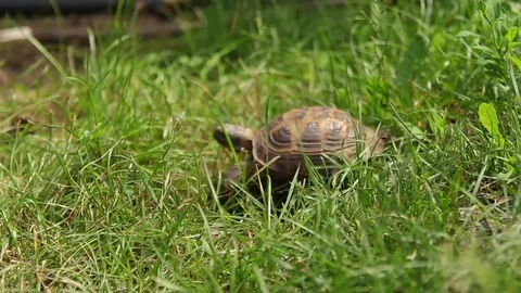 Turtle moving on fresh green grass Stock Footage 76930819