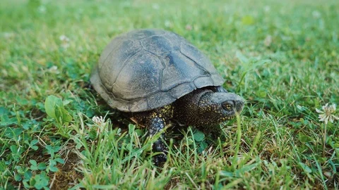 Turtle moving on fresh green grass sideview closeup Stock Footage 90806435