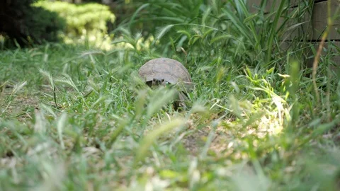 Turtle moving on fresh green grass to the camera Stock Footage 111503933