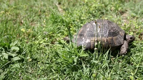 Turtle moving on the grass Stock Footage 64360617