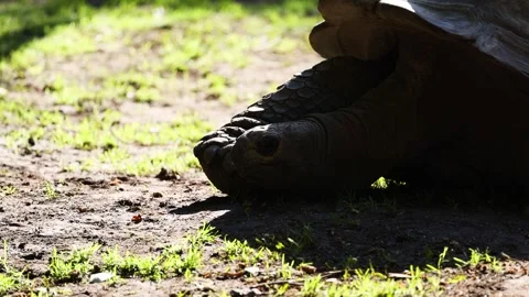 Turtle Moving at Melbourne Zoo Stock Footage 302329221