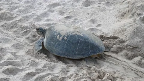 Turtle moving on sand after nesting at Ras al Jinz reserve 스톡 동영상 138158445