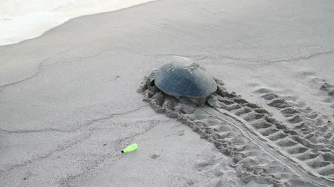 Turtle moving on sand to the sea after nesting Vídeo Stock 160611576