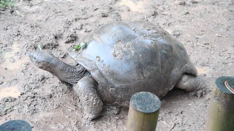 Turtle in the mud during rain Stock Footage 128851381