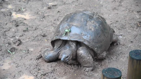 Turtle in the mud with rain falling Stock Footage 120835920