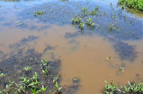Turtle in muddy water with algae and plants Stock Photos