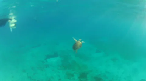 Turtle munching Stock Footage 42698293