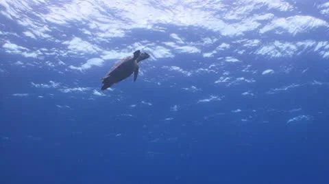 Turtle n sun Vídeo Stock 10796193