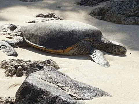 Turtle nap Stock Photos