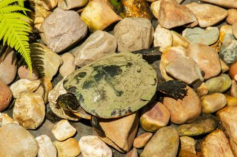 Turtle in a natural park Stock Photos