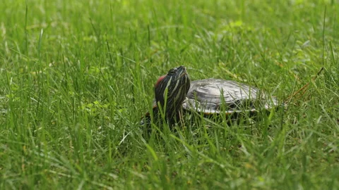 Turtle in nature, close-up Stock Footage 201186054