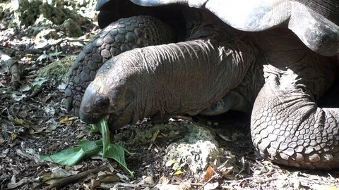 Turtle in nature Video stock 126365110