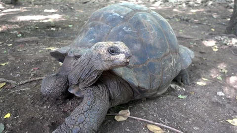 Turtle in nature Stock Footage 126365223