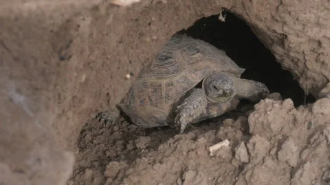 Turtle in nature Video stock 156306481