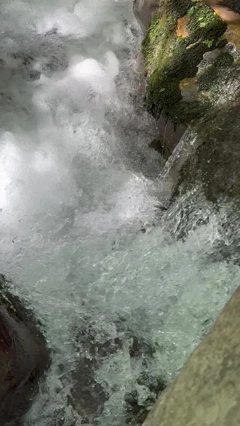 Turtle in nature Stock Footage 274036616