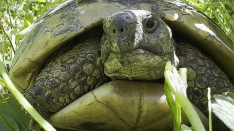 Turtle in nature Stock Footage 274143341