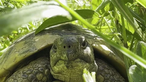 Turtle in nature Stock Footage 274143343