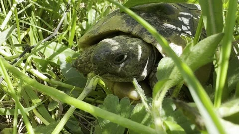 Turtle in nature Stock Footage 274143413