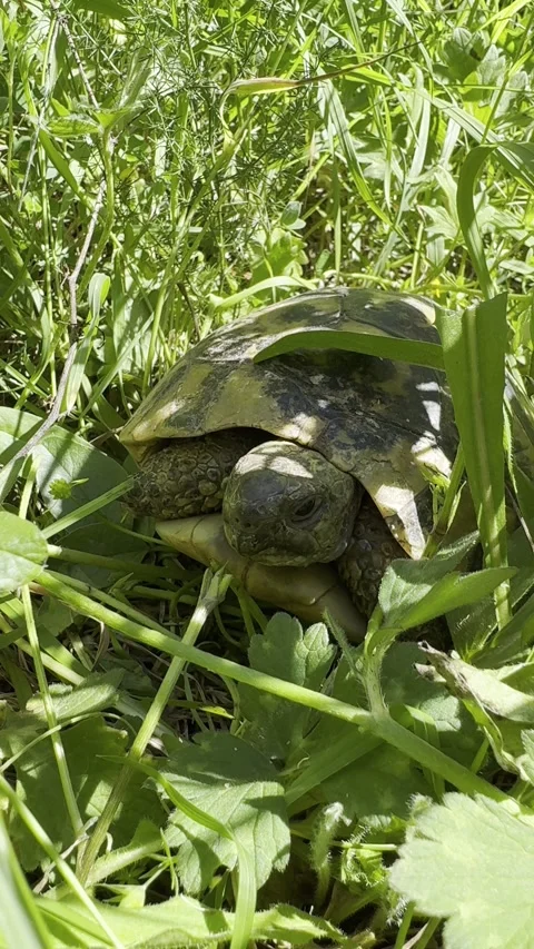 Turtle in nature Stock Footage 274143425