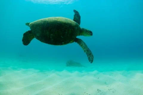 Turtle Nature 库存照片