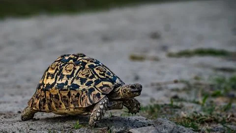 Turtle in nature Stock Photos