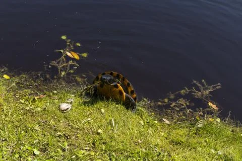 Turtle in Nature Stock Photos