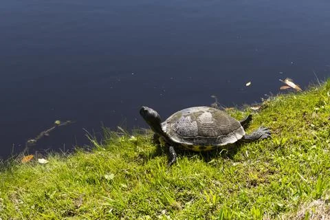 Turtle in Nature Foto stock