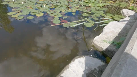 Turtle Near Lily Pads Stock Footage 159557110