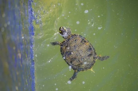 Turtle Near a Wall Stock Photos