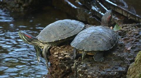 Turtle near the water Stock Footage 62754785