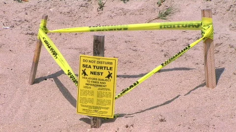 Turtle nest 2 Stock Footage 476561