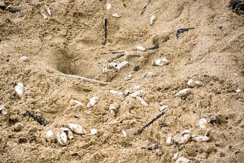 Turtle nest with eggshells copyscape Stock Photos