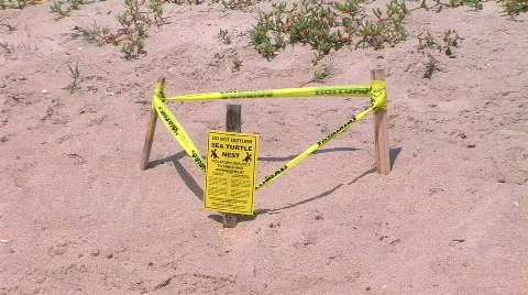 Turtle nest Stock Footage 476595