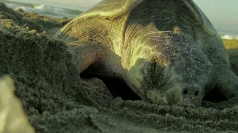 Turtle nesting on the beach Stock Footage 9214881