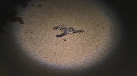 Turtle nesting I Stockbeeldmateriaal 10561721